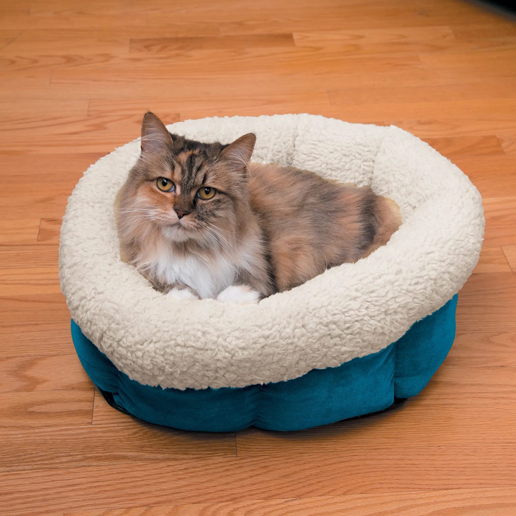 The Catnap Cloud